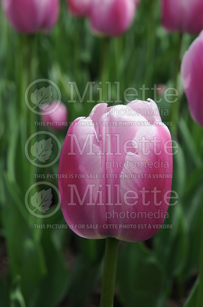 Tulipa Ollioules (Tulip) 1 