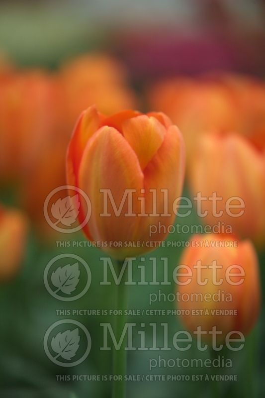 Tulipa Orange Balloon (Tulip) 1