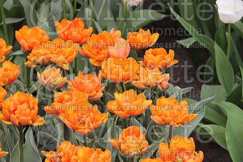 Tulipa Orange Princess (Tulip)  1