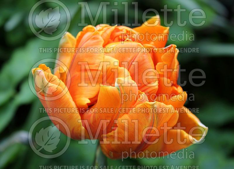 Tulipa Orange Princess (Tulip)  2