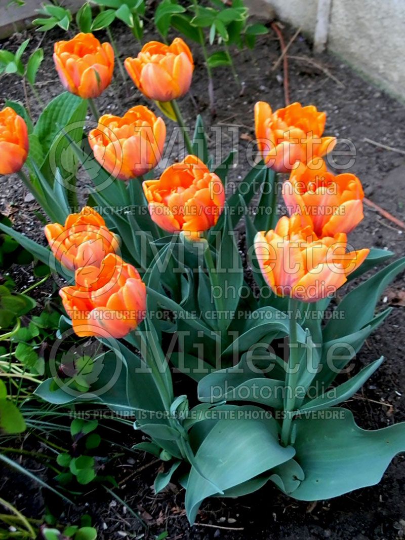 Tulipa Orange Princess (Tulip) 4