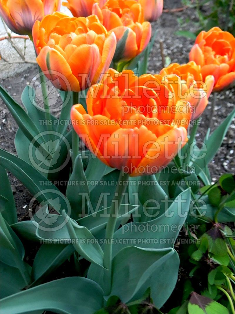 Tulipa Orange Princess (Tulip) 3