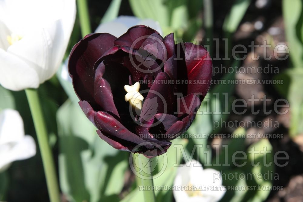 Tulipa Paul Scherrer (Tulip) 1