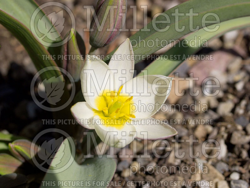 Tulipa polychroma (Tulip) 1