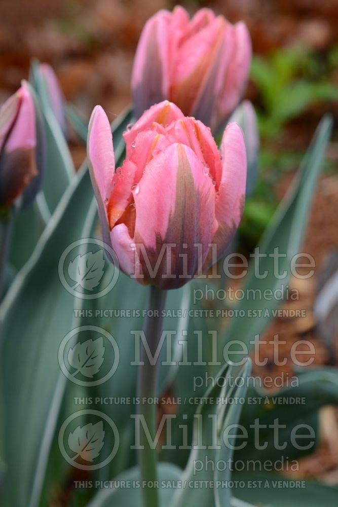 Tulipa Pretty Princess (Tulip) 2 