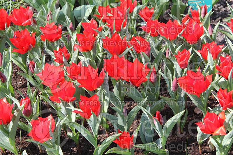 Tulipa Princesse Charmante (Tulip) 1 