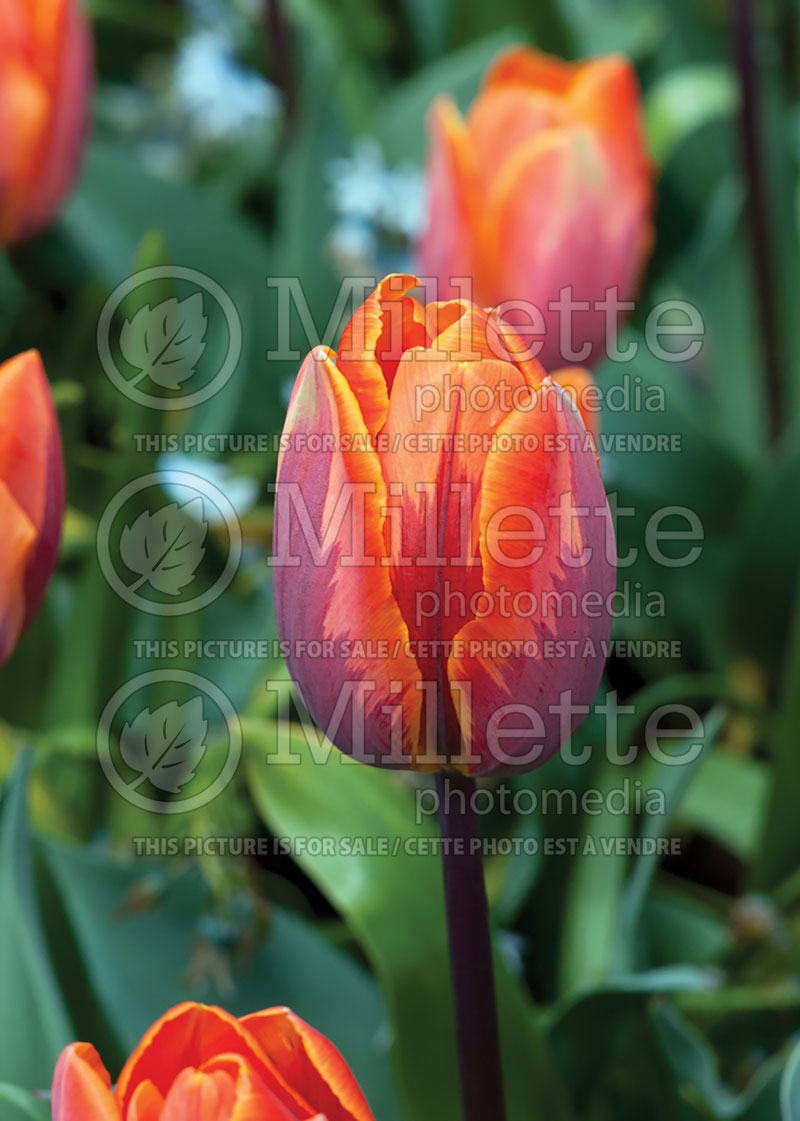 Tulipa Princess Irene or Prinses Irene (Tulip) 3 