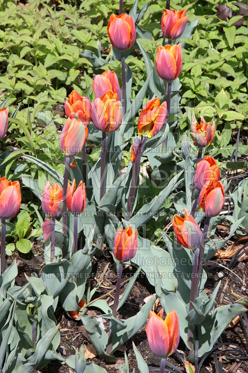 Tulipa Princess Irene or Prinses Irene (Tulip) 4 