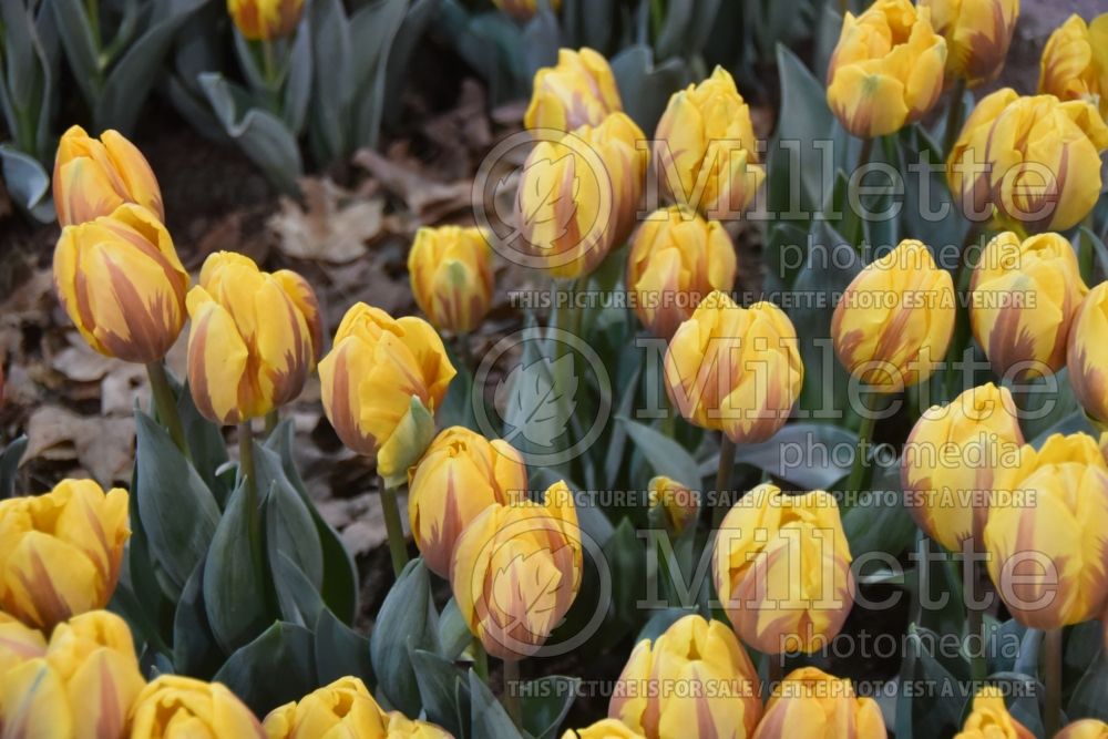 Tulipa Princess Margaret (tulip) 1 