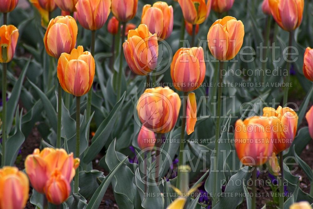 Tulipa Princess Irene or Prinses Irene  (Tulip) 2 