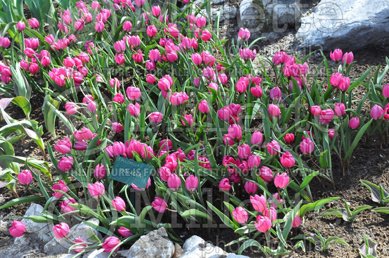 Tulipa Violacea (Tulip) 1