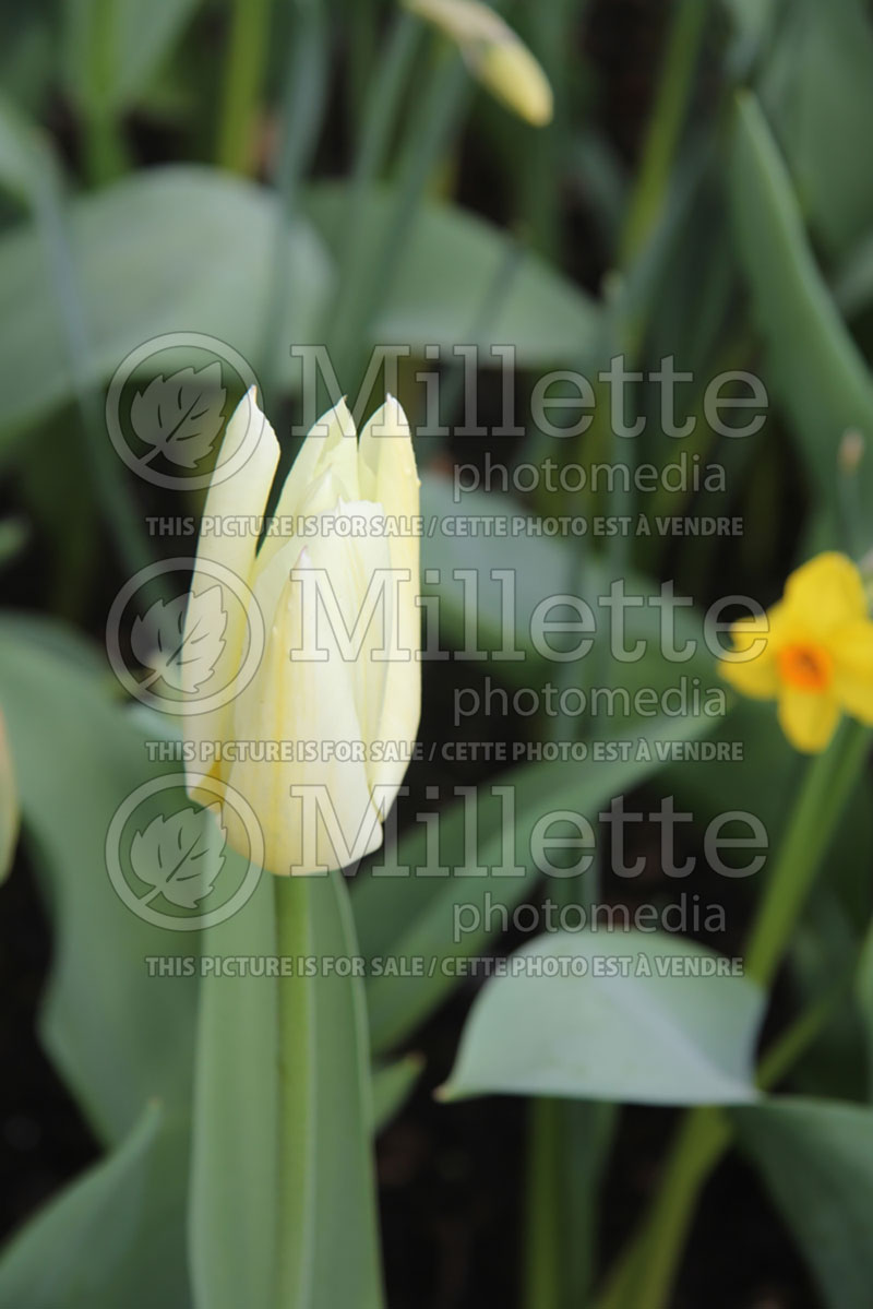 Tulipa Purissima or White Emperor (Tulip) 1