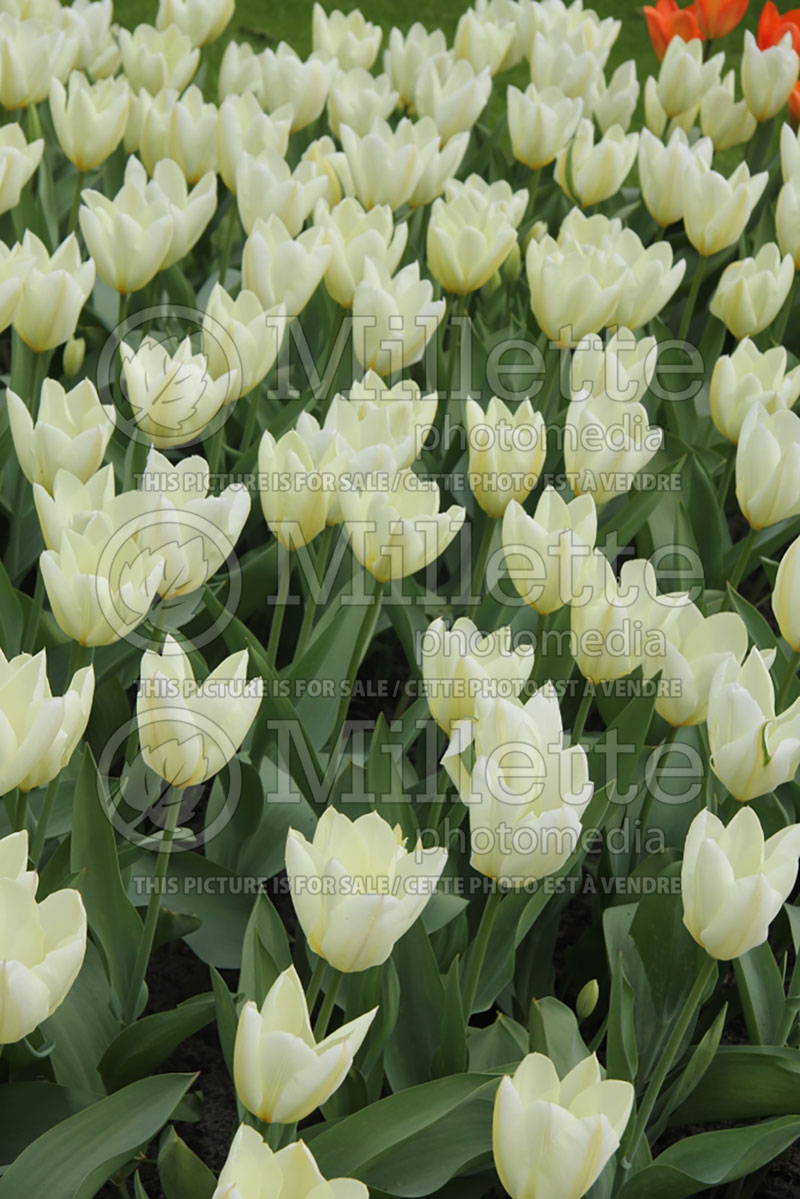 Tulipa Purissima or White Emperor (Tulip) 4