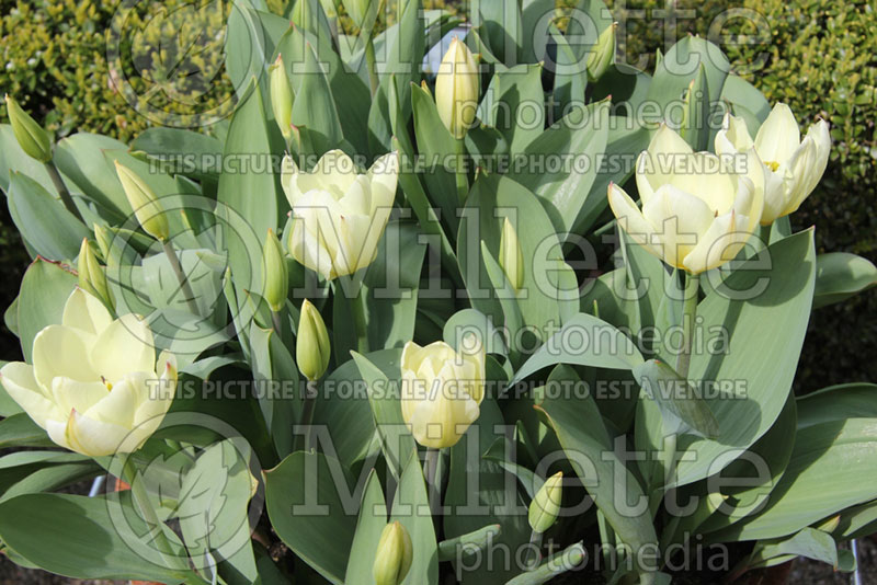 Tulipa Purissima or White Emperor (Tulip) 3