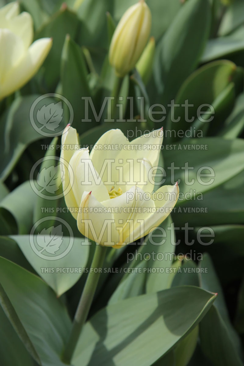 Tulipa Purissima or White Emperor (Tulip) 2