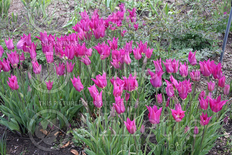 Tulipa Purple Dream (Tulip) 1 