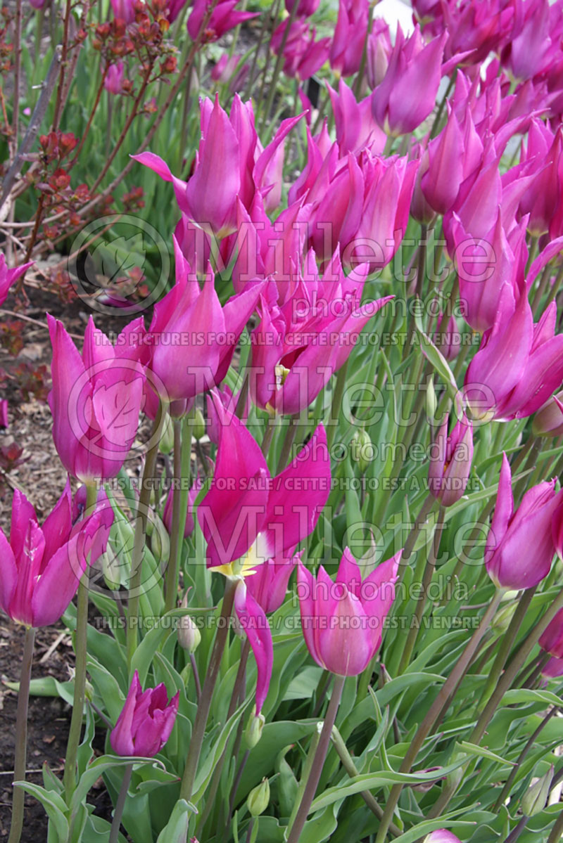 Tulipa Purple Dream (Tulip) 2 