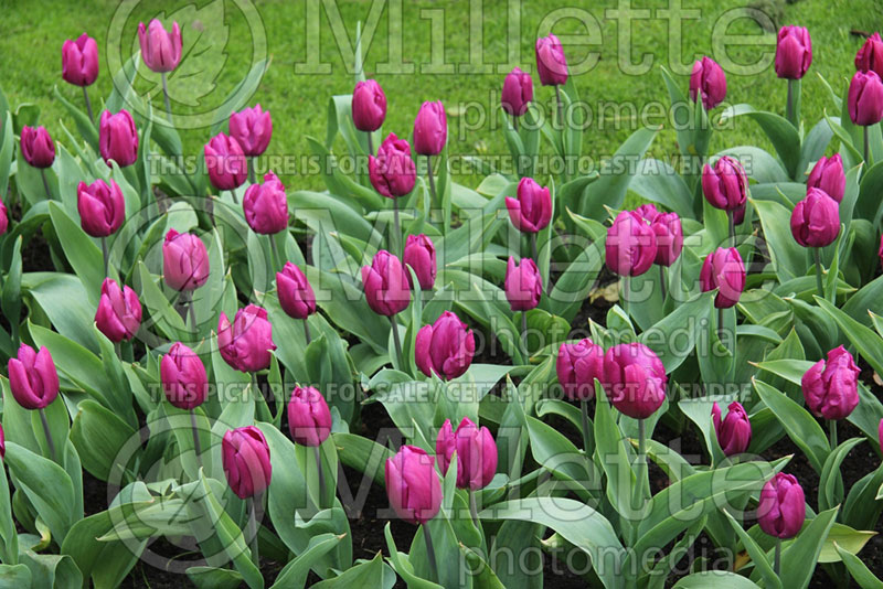 Tulipa Purple Prince (Tulip) 2 