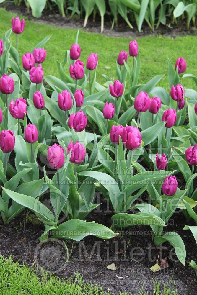 Tulipa Purple Prince (Tulip) 3 