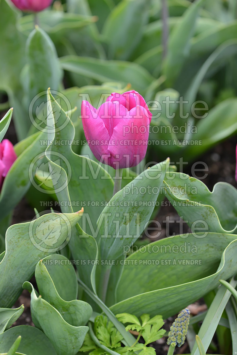 Tulipa Purple Prince (Tulip) 4 