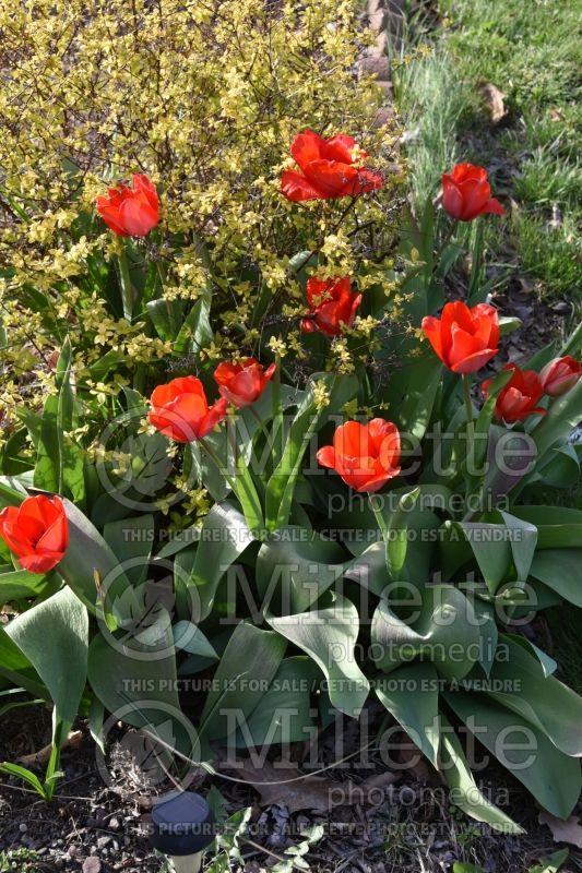 Tulipa Red Impression (Tulip) 1 