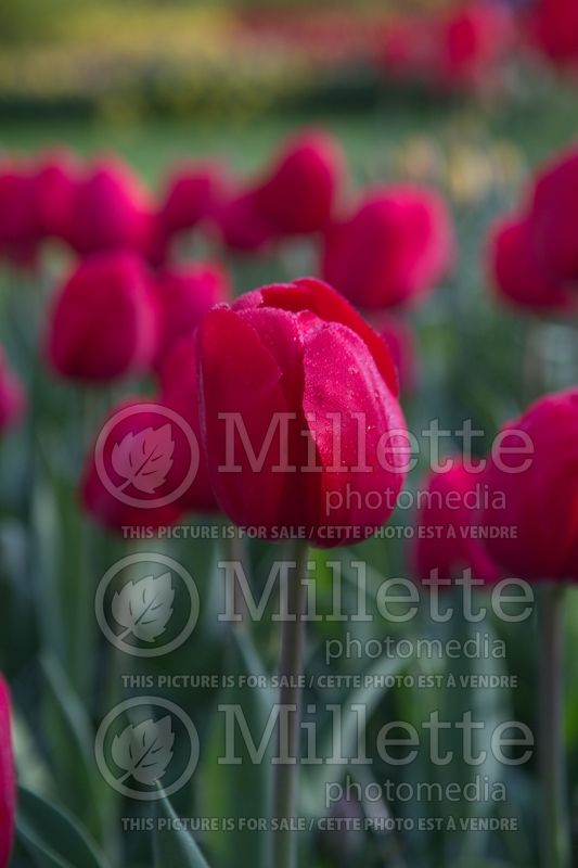 Tulipa Red Power (Tulip) 1 