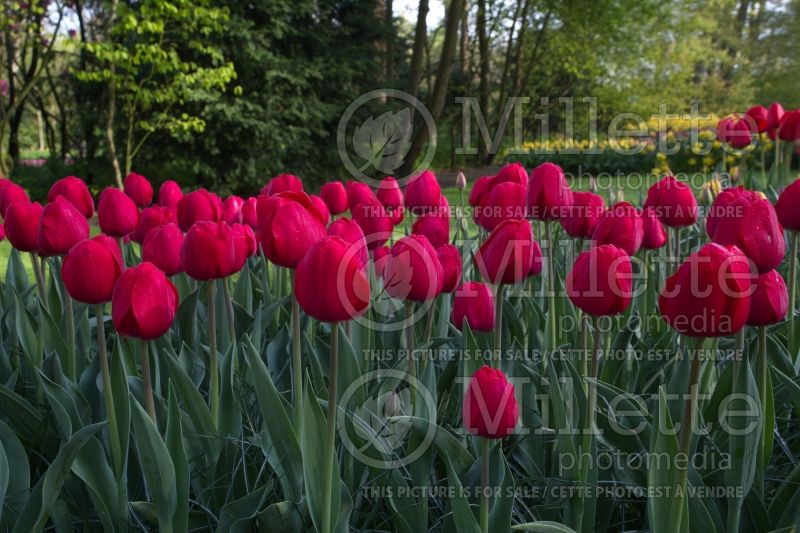 Tulipa Red Power (Tulip) 2 