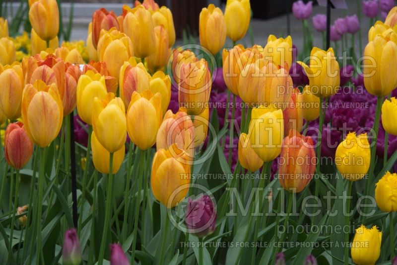 Tulipa Rhapsody of Smiles (Tulip) 1 