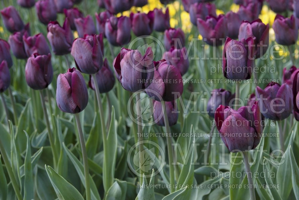 Tulipa Ronaldo (Tulip) 2 