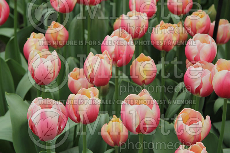 Tulipa Russian Princess (Tulip) 1 