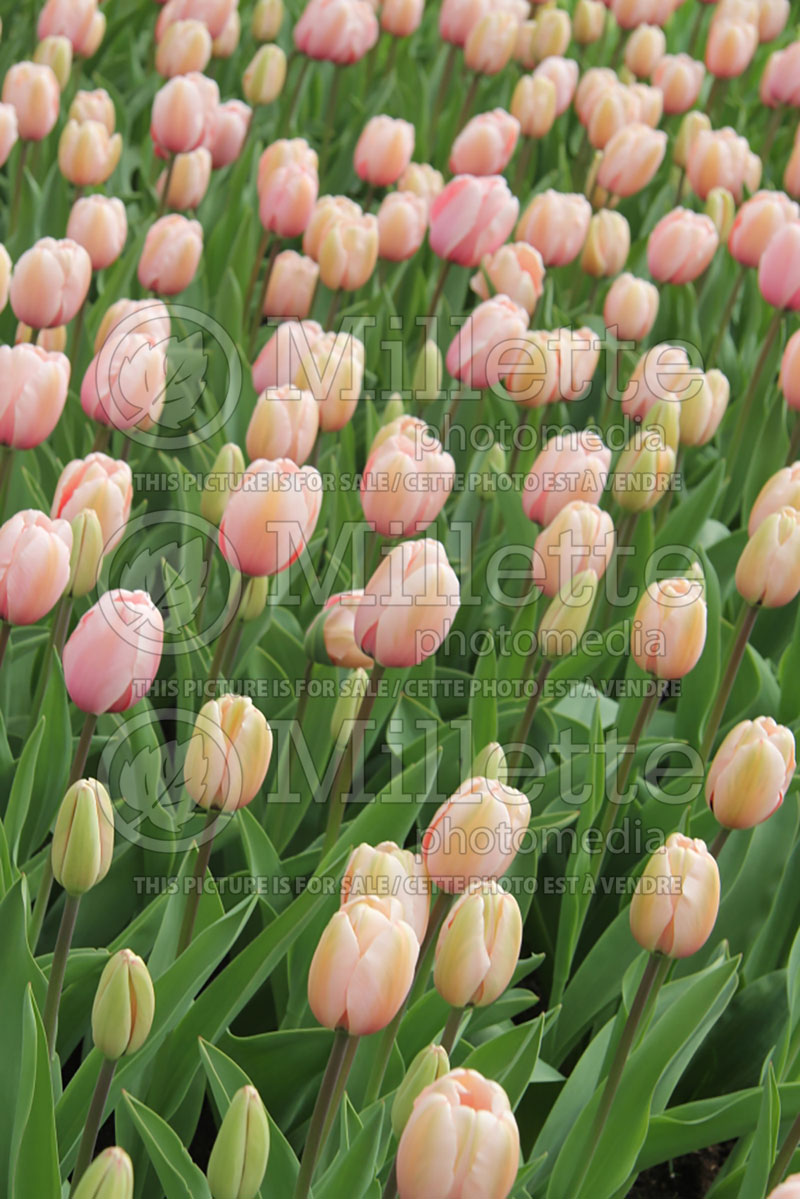 Tulipa Salmon Impression (Tulip) 1 