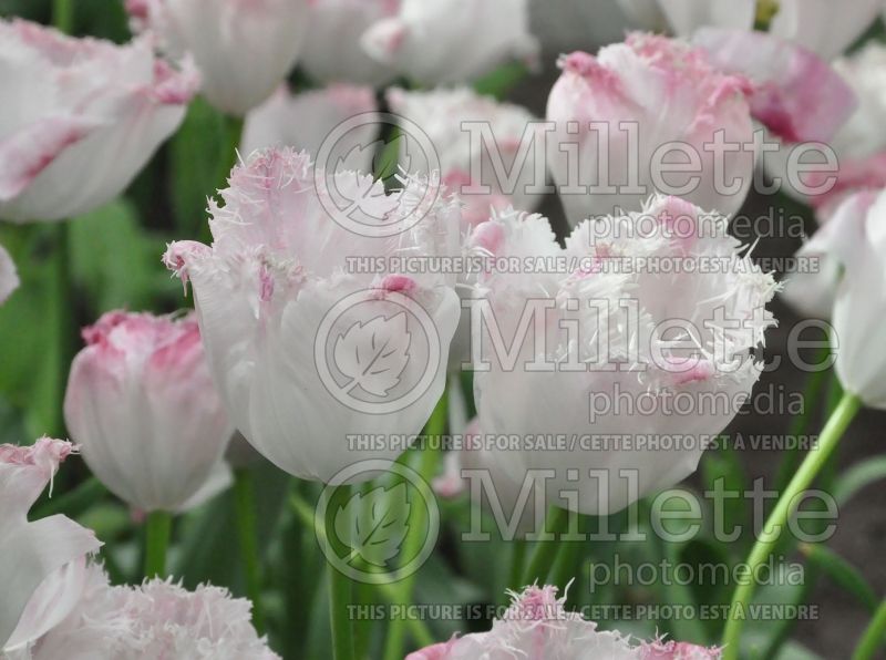 Tulipa Santander (Tulip)  1 