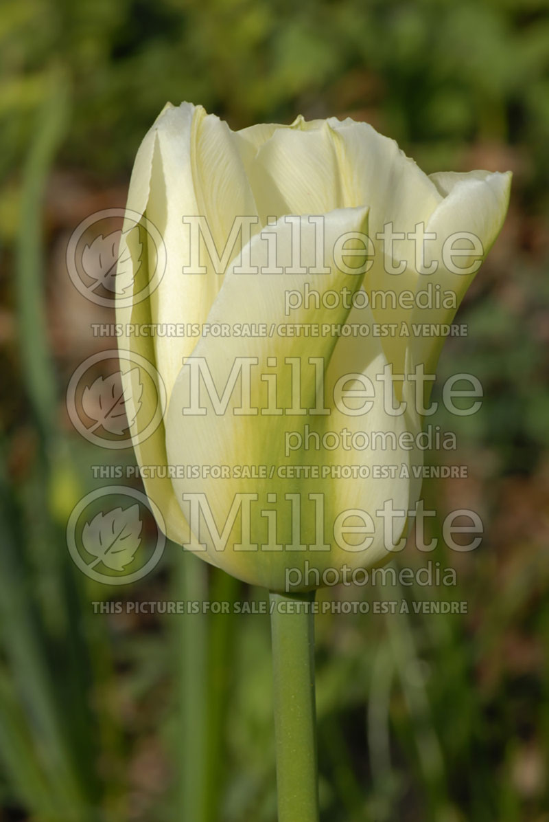 Tulipa Spring Green (viridiflora Tulip) 2 