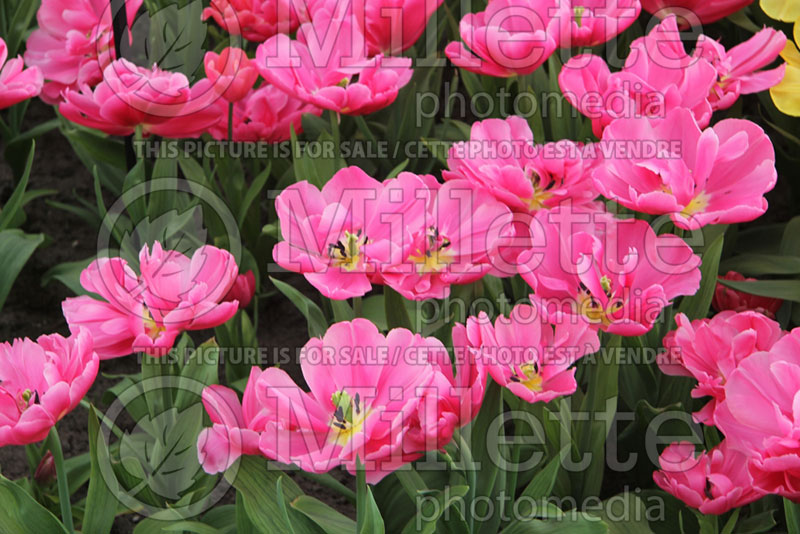 Tulipa Sunset Tropical (Tulip) 1