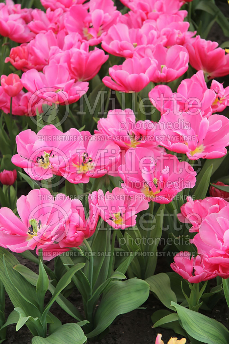 Tulipa Sunset Tropical (Tulip) 2