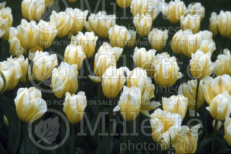 Tulipa Sweetheart (Tulip) 2 