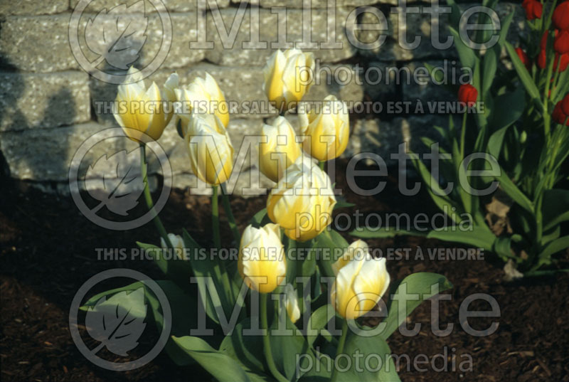 Tulipa Sweetheart (Tulip) 3 