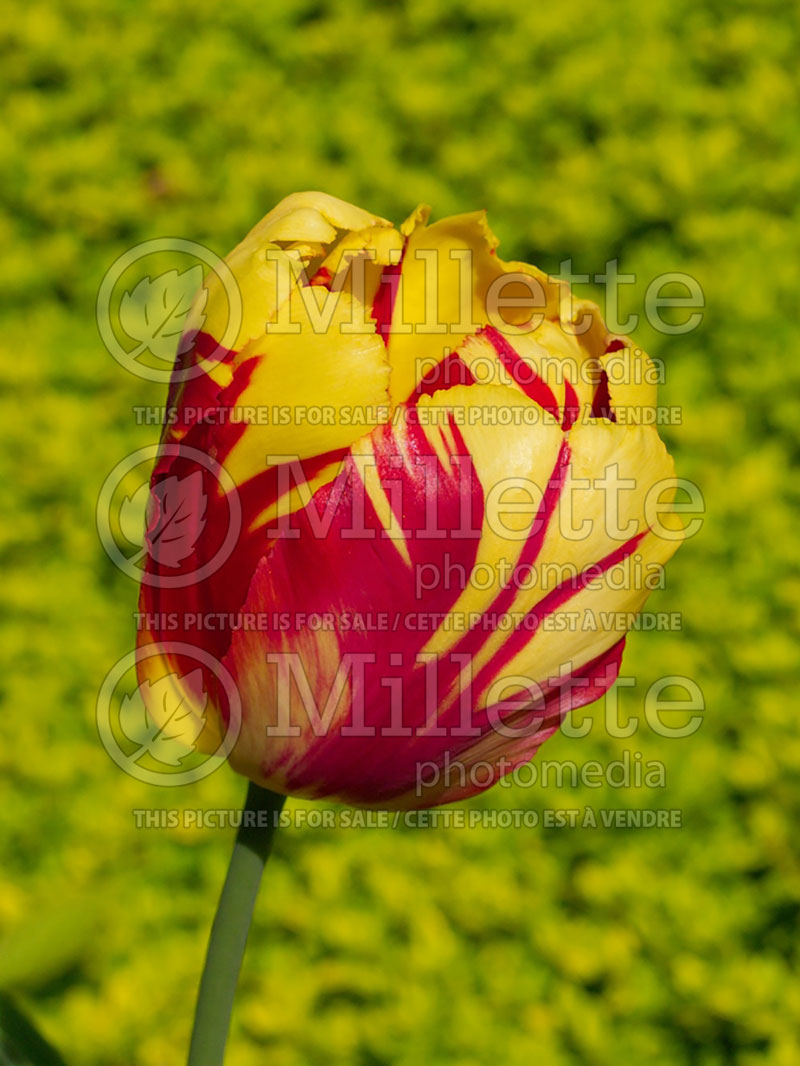 Tulipa Texas Flame (Tulip) 1