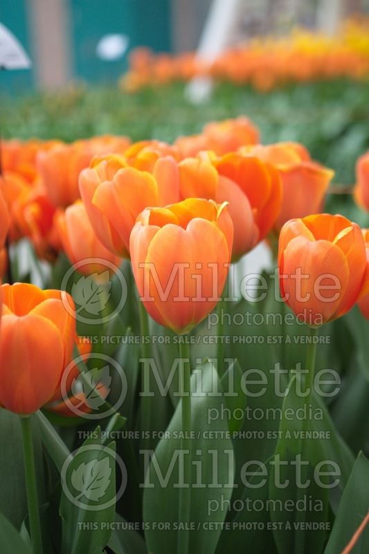 Tulipa Triple A (Tulip) 2 