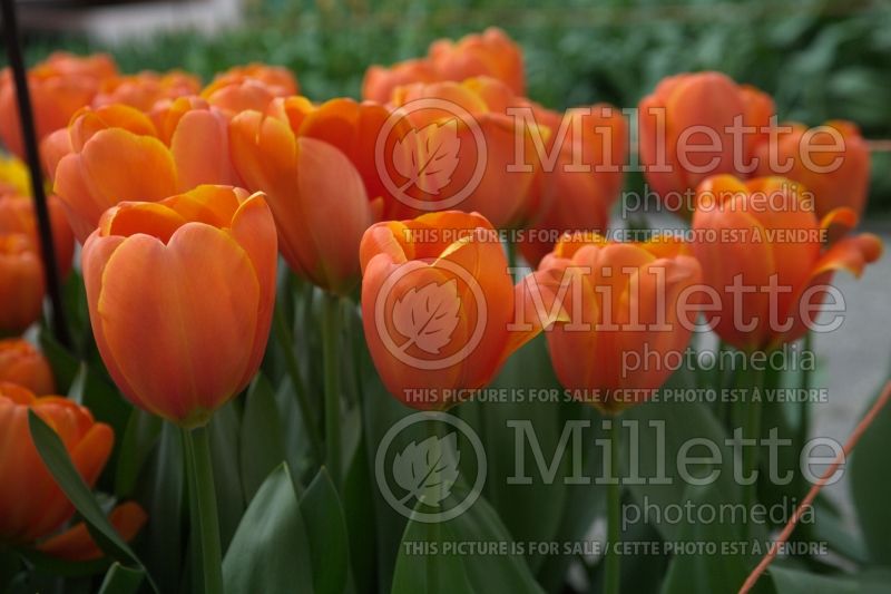 Tulipa Triple A (Tulip) 1 