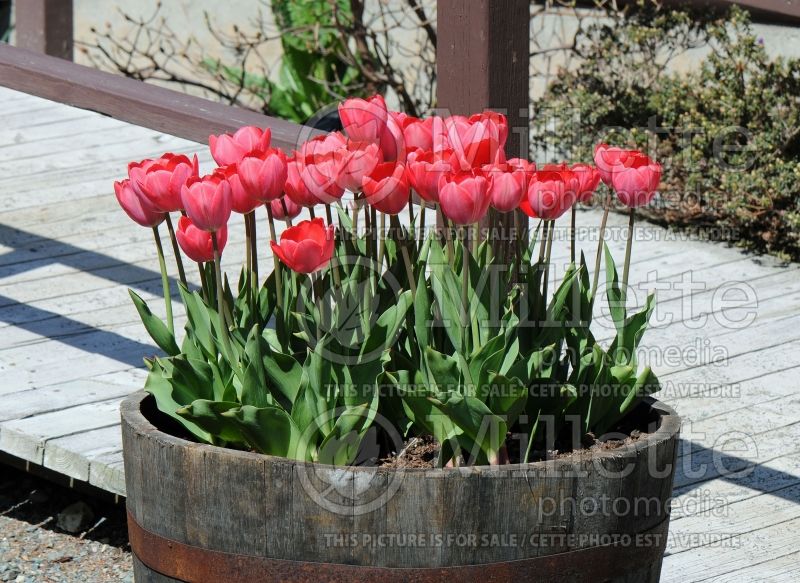 Tulipa Van Eijk (Tulip) 2 