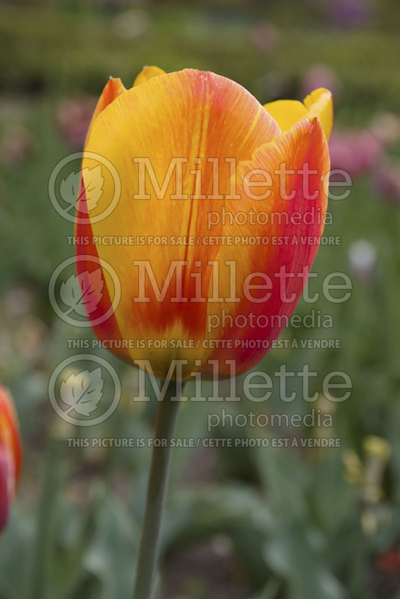 Tulipa Verandi (Tulip) 1 