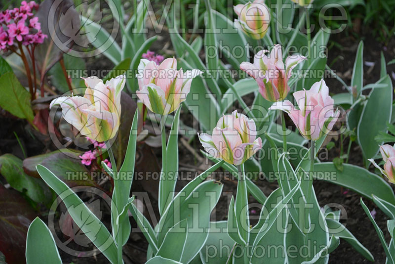 Tulipa China Town (Viridiflora Tulip) 3 