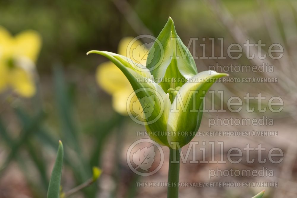 Tulipa Green Star (Tulip) 1 