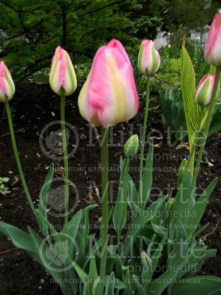 Tulipa Groenland or Greenland (Tulip) 2