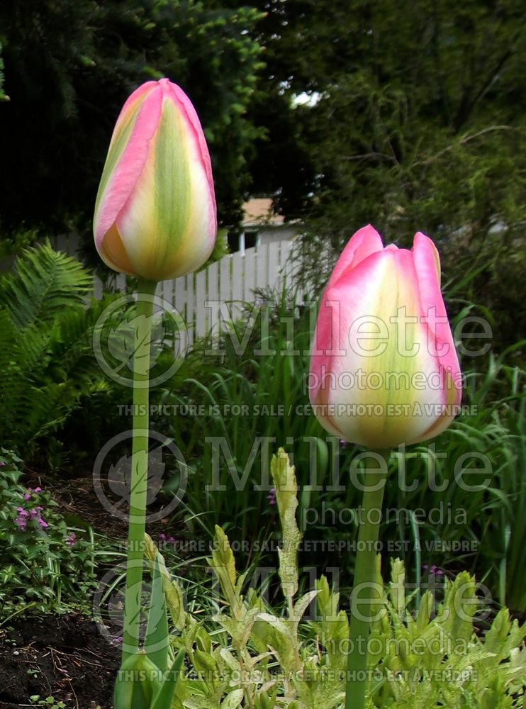 Tulipa Groenland or Greenland (Tulip) 3