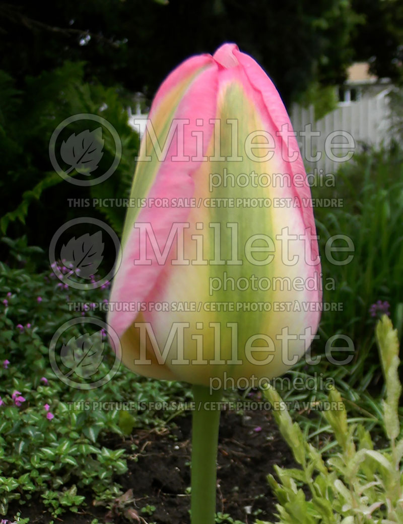 Tulipa Groenland or Greenland (Tulip) 4