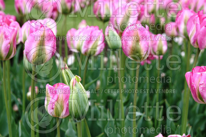 Tulipa Groenland or Greenland (Tulip) 5