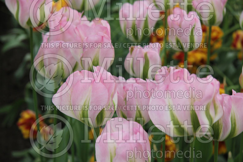 Tulipa Groenland or Greenland (Tulip) 6