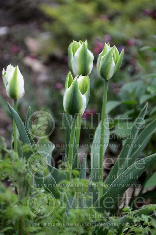 Tulipa Spring Green (viridiflora Tulip) 5 